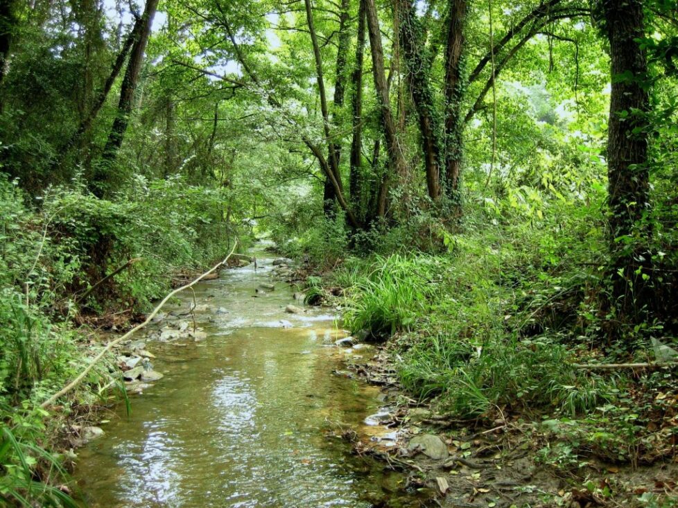 Riera Vallvidrera_Arbres de ribera